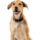 Nite Ize Wearabout Pet Clippable Tracker Holder, Smoke - WATP-06T-R6