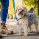 Nite Ize Wearabout Pet Clippable Tracker Holder, Smoke - WATP-06T-R6