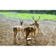 NTWS Hot Zone Deer Exclosure System