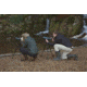 Praktica Highlander Angled Spotting Scope 20-60x60mm w/ Tripod, Green PRA119