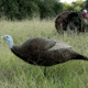 Primos Hunting Gobbstopper Hen Turkey Decoy, High Quality w/Realistic Detail, Box, 69065