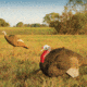 Primos Hunting Gobbstopper Jake Turkey Decoy, Box, 69066