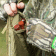 Primos Hunting Will Primos Signature Series Turkey Vest - LG, Mossy Oak Bottomland, 65724