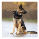 Red Rock Outdoor Gear Tactical Dog Collar, Black, Large, 38-26BLK-L