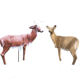 Rinehart Decoy Combo Buck and Doe, Brown 1001348