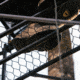 Rivers Edge Treestands Bowman Ladder Stand, RE663