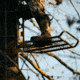 Rivers Edge Treestands Standard 2-man Ladder Stand, Black RE640