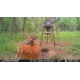 Stealth Cam Fusion-X Pro Cellular Hunting Trail Camera, 36MP, Video &amp; Photo, Camo, STC-FXWT