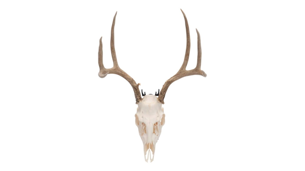 Allen Trophy Wall Hook 2 Pack, 5625