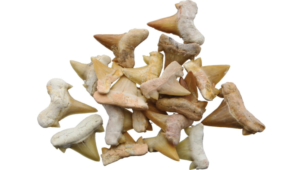 Arrowhead Shark Tooth Fossils 0.5 Inch, Pack of 20, 30333025