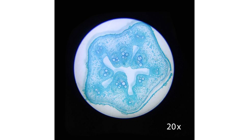Barska 20x, 50x Student Stereo Microscope, White, Small AY13116