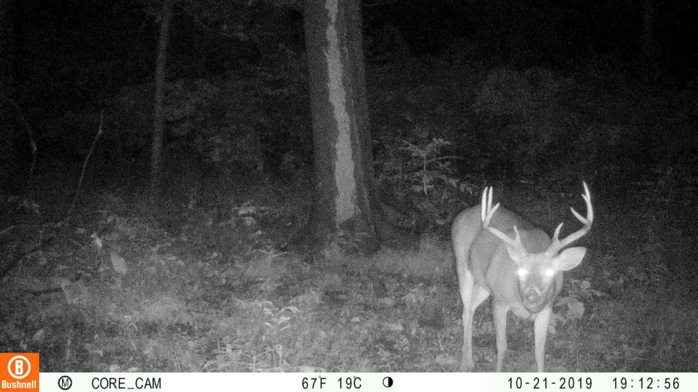Bushnell Dual Core Trail Camera, 30MP, Low Glow, Box, Treebark, Camo, 119975C
