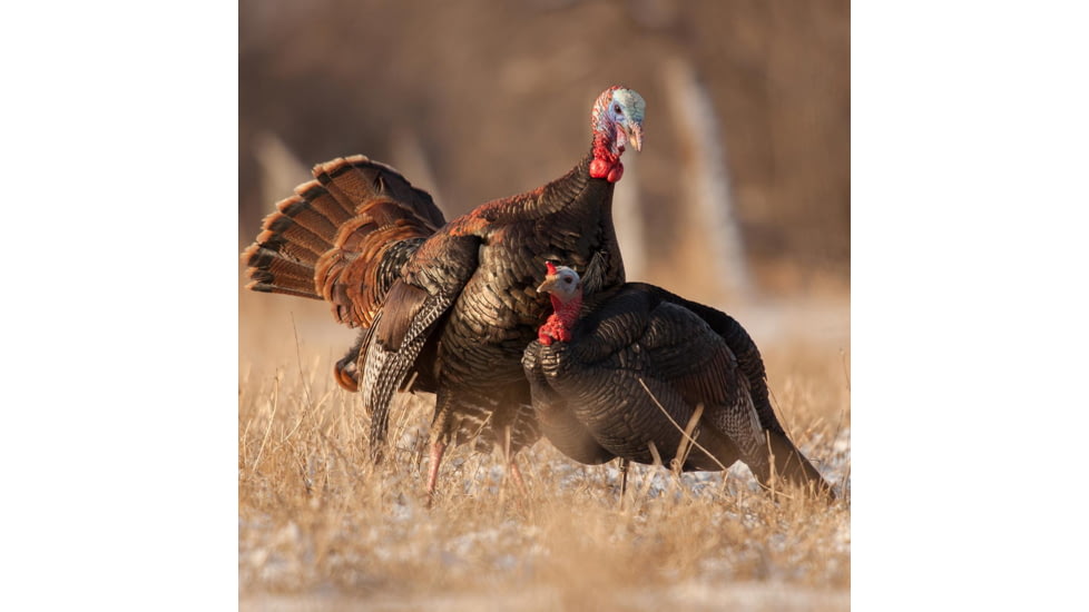 Dave Smith Decoys 3/4 Strut Jake Decoy