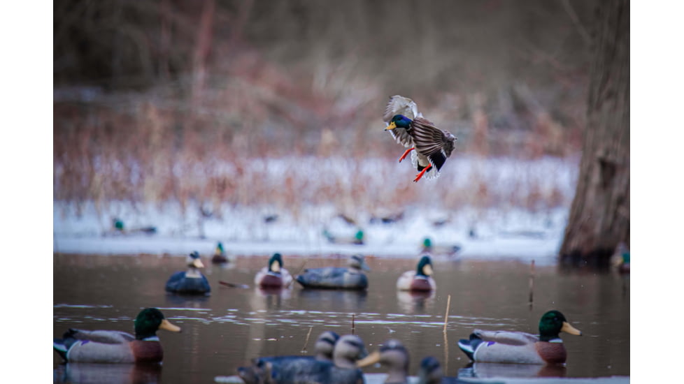 Higdon Outdoors Battleship Oversized Mallards Pack, Flocked Heads, 6 Pack, 16034