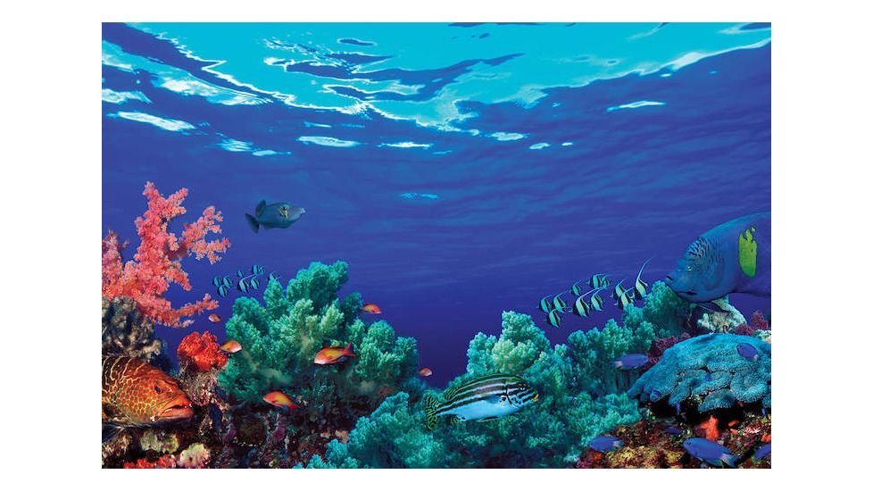 iCanvas Underwater Coral Reef Community by Panoramic Images Canvas Print, Multi, 18x12 PIM10565-1PC3-18x12