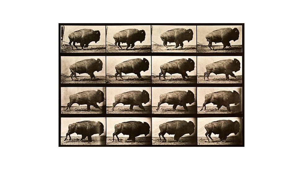 iCanvas Buffalo Running, Animal Locomotion Plate 700 Canvas Print, Multi, 40x26x0.75 PCA459-1PC3-40x26