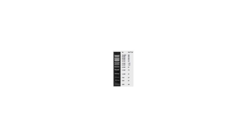 Labnet Enduro Molecular Weight Markers 1Kb DNA Ladder R1000-1KB