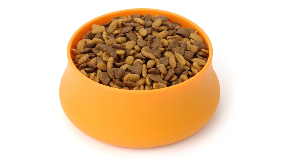 Splashguard Squishy Pet Bowl-Hunter Orange-12 oz