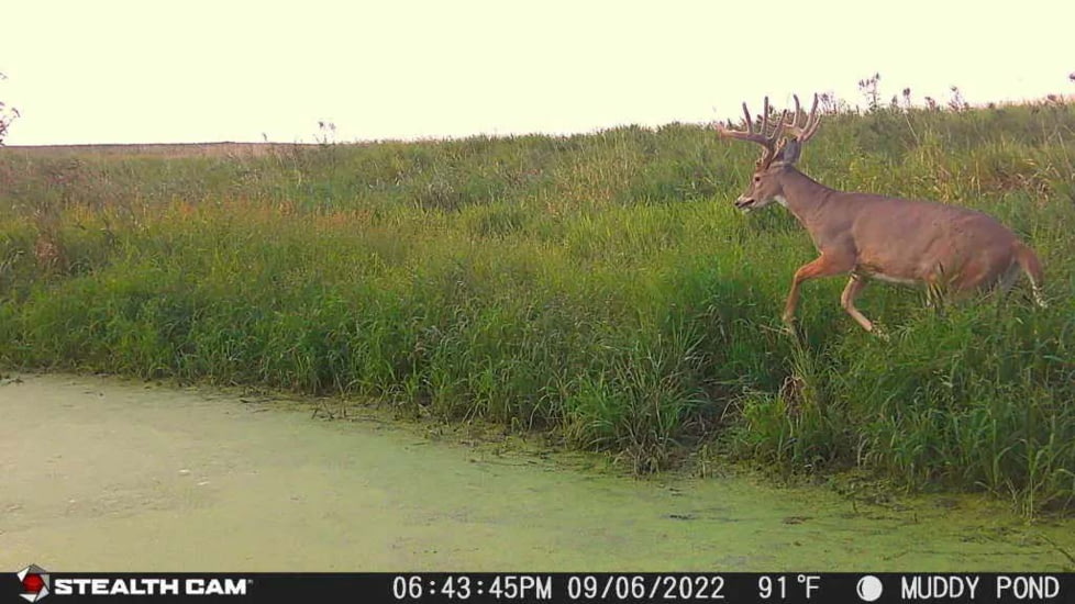 Stealth Cam Fusion-X Pro Cellular Hunting Trail Camera, 36MP, Video &amp; Photo, Camo, STC-FXWT