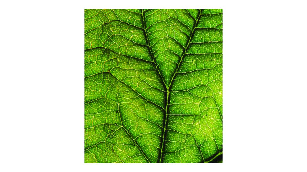 Tasco Digital Microscope