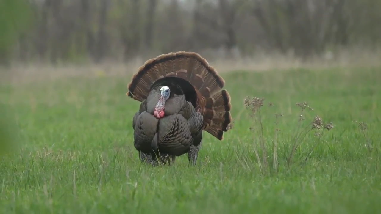opplanet avian x tv sizzle reel video