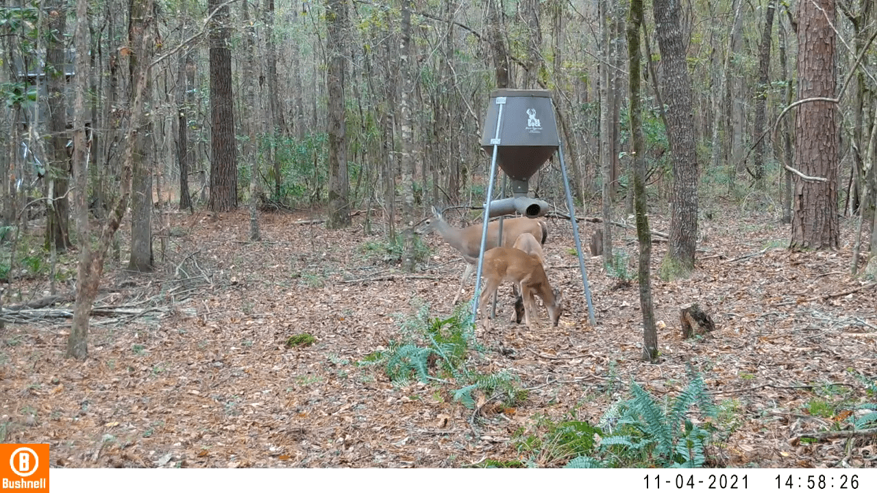 opplanet bushnell core ds 2 yearlings and a doe video
