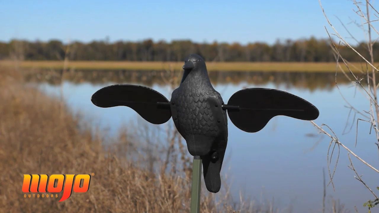 opplanet mojo crow video